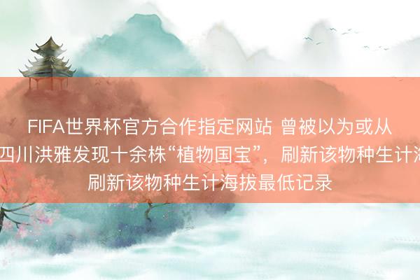 FIFA世界杯官方合作指定网站 曾被以为或从地球上灭亡 四川洪雅发现十余株“植物国宝”，刷新该物种生计海拔最低记录